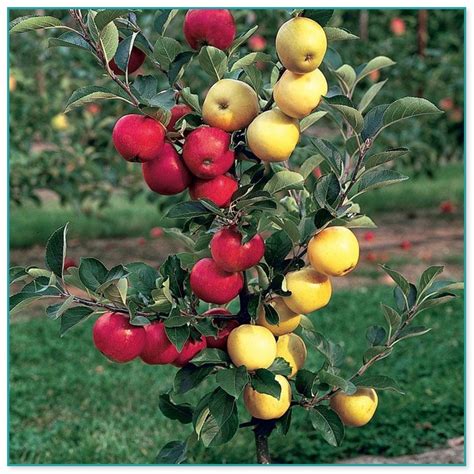 (07) 54644032. . Grafted tropical fruit trees for sale
